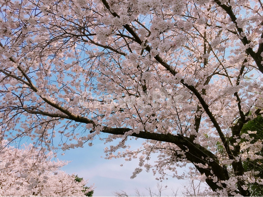 봄,벚꽃,벚꽃풍경,풍경,하늘,분홍,나무,팝콘나무,봄,계절,spring,season,식물,자연,plants,nature,꽃,flower,plant,cherry blossom,blossom