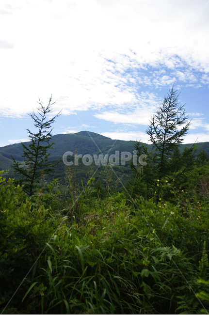 하늘,구름,나무,풍경,식물,자연,풍경,nature,landscape,tree,plant,fir,전나무,conifer,구과 식물