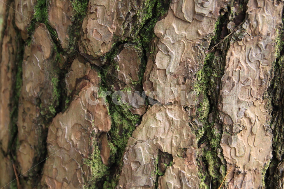 나무,수피,이끼,껍질,소나무,무늬,세월,연륜,나무,trees,wood,텍스처,질감,패턴,texture,pattern