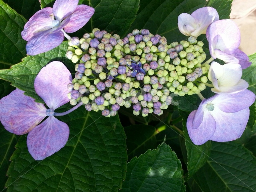 수국,꽃,봄,봉우리,탐스럼,개화
