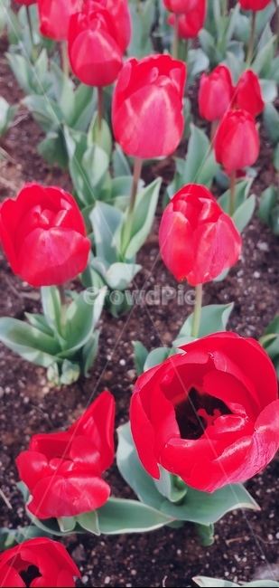 plant,식물,꽃,봄,정원