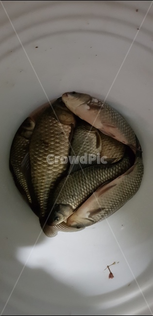 붕어,민물고기,낚시,물고기,고기잡이