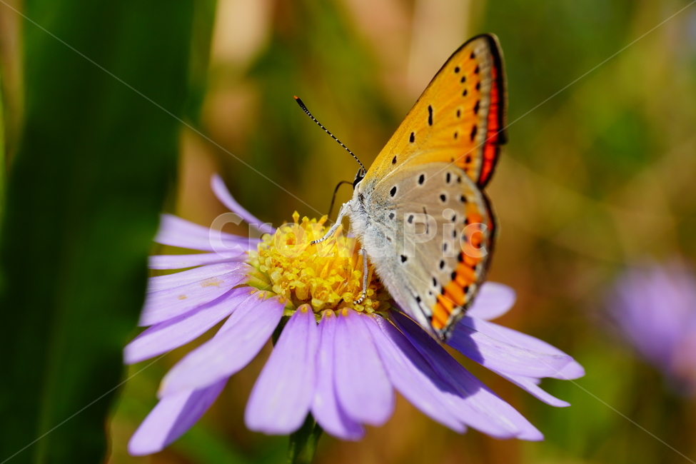 벌개미취,쑥부쟁이,나비,부전나비,곤충,벌레,꽃,플라워,자연,식물,butterfly,insect,flower,nature,bug,접사,클로즈업,closeup,macro,매크로,마크로,9월,가을,september,autumn,fall,꽃사진,가을꽃,가을,계절,fall,autumn,season,식물,자연,plants,nature,꽃,flower,동물,animal,곤충,벌레,insect,bug,plant