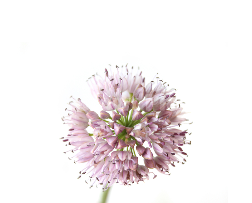 allium,alliumflower,alliumflowerpurple,bulb,bulbous,chives,closeup,flower,fresh,green,head,nature,pink,plant,purple,whit,분홍색,핑크,식물,플라워,자연,보라색,그린,녹색,줄기,신선한,클로즈업,white,두메부추꽃,꽃,두메부추,부추꽃,부추,흰배경,식물,자연,plants,nature,꽃,flower,누끼,remove background