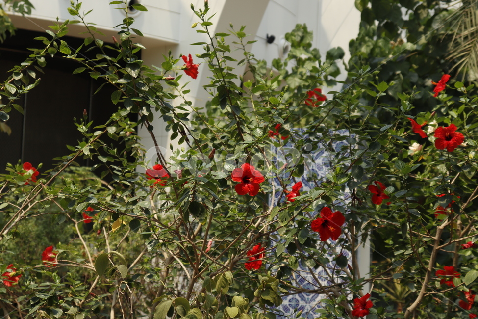 식물,식물원,red,green,감성,꽃,plant