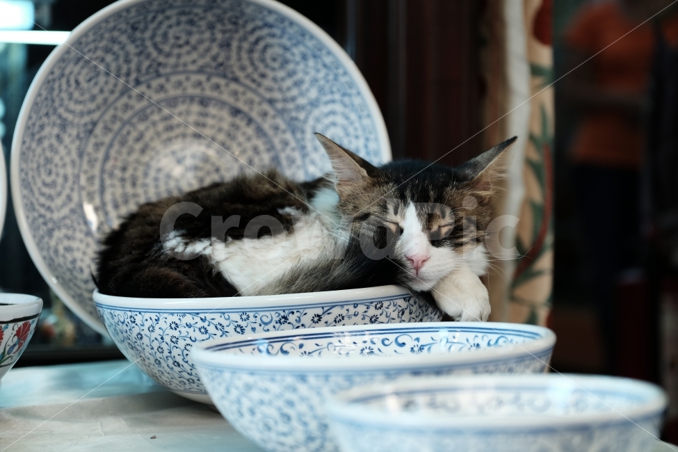 고양이,길고양이,낮잠,그릇,귀여움,동물,냥이,동물,animal,포유류,mammal,고양이,cat,kitten,kitty