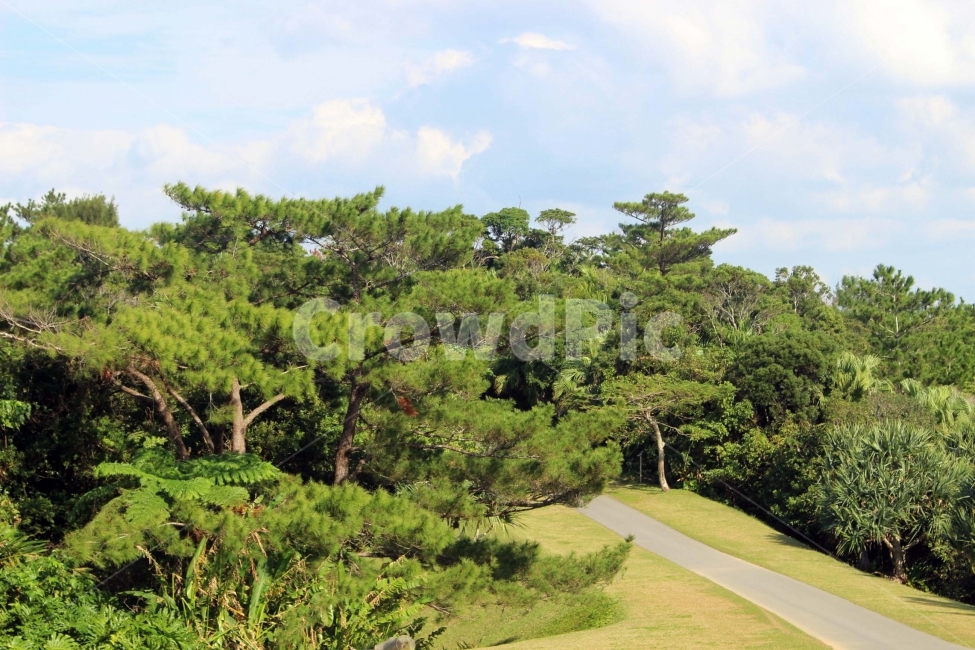 하늘,구름,자연,숲,오솔길,산림,식물원,산림욕,야외,나들이,나무,sky,tree,cloud,자연,풍경,nature,landscape,vegetation,초목,bush,부시,plant,식물,outdoors,옥외