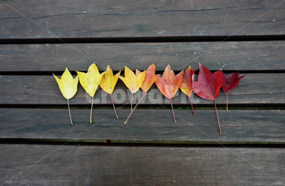 낙엽,가을,벤치,나뭇잎,칼라,감성사진,계절,fall,autumn,season,식물,자연,plants,nature,가을,계절,fall,autumn,season,식물,자연,plants,nature,leaf,잎,plant