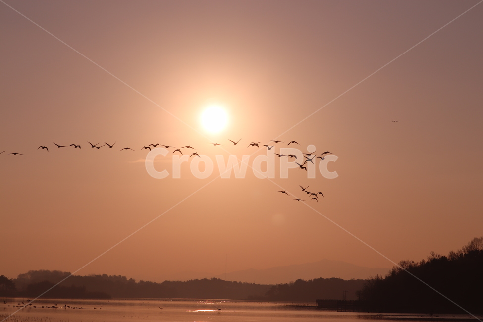 flock,animal,동물,nature,자연,bird,새,outdoors,옥외,일출,노을,풍경,까마귀,철새,동물,animal,조류,새,birds