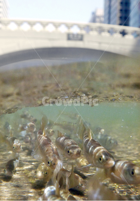 봄,물고기,청계천,자연,fish,spring,개울,봄,계절,spring,season,동물,animal,어류,물고기,fish