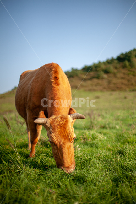 소,cow,제주도,한우,제주,소고기,쇠고기,동물,animal,포유류,mammal,산업,industry,industrial,목축업,목장,livestock farming,ranching,pasture