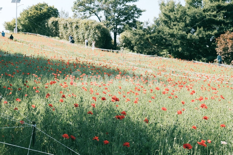 꽃밭,양귀비꽃,들판,자연,봄,시골,식물,자연,plants,nature,꽃,flower