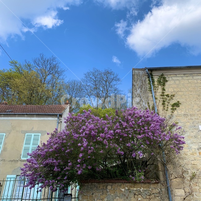 purple,house,flower,blossom,꽃,야외