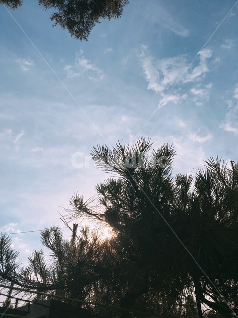 소나무,나무,하늘,노을,자연