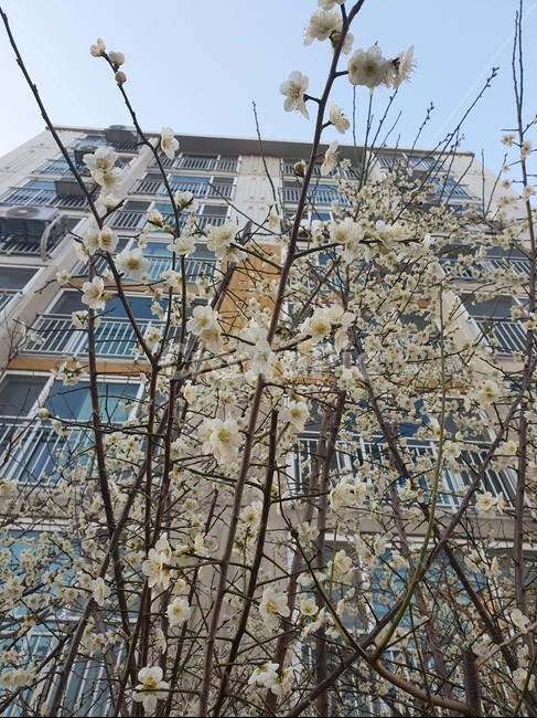 집앞,벚꽃,미세먼지,봄,3월,벚꽃구경,식물,자연,plants,nature,꽃,flower