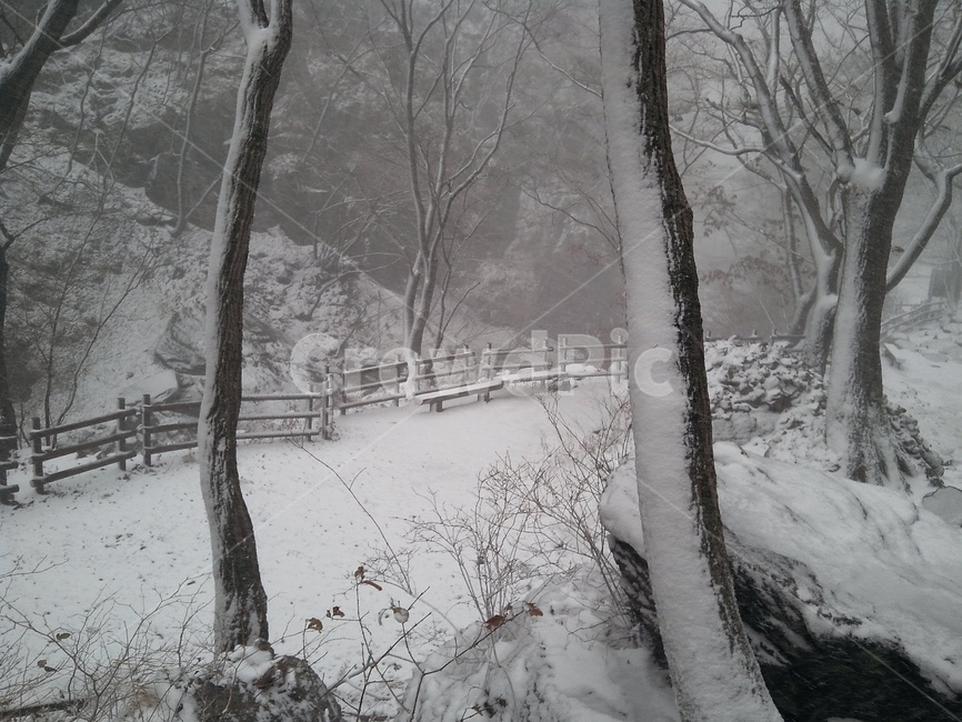 겨울,눈,나무,눈내린뒤,울타리,나뭇가지,감성,앙상한,날씨,풍경,계절,자연,흰색