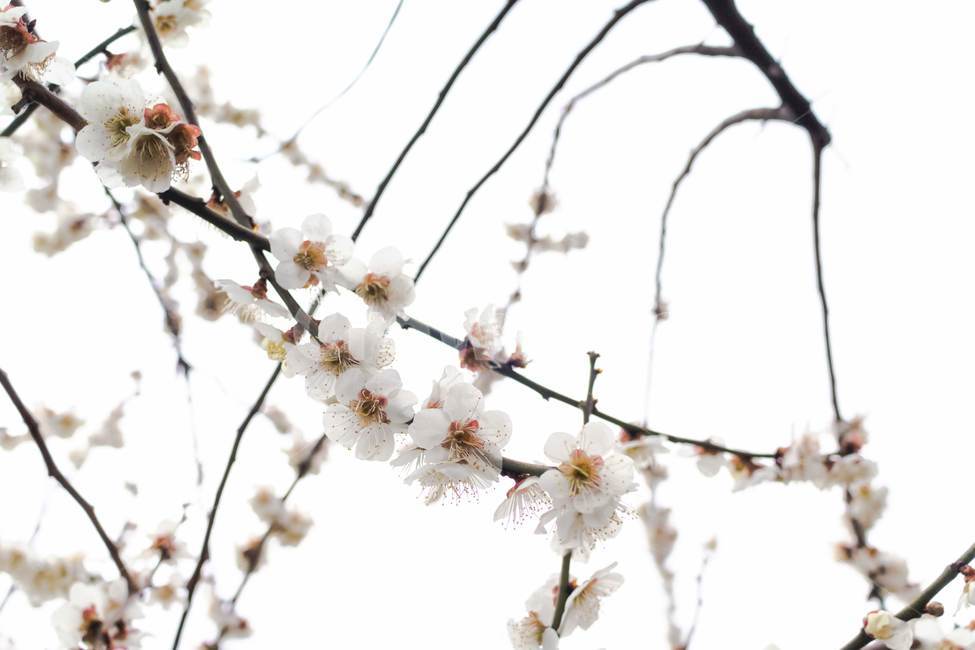 매화,꽃,봄,감성,따뜻한,자연,flower,spring,warm,nature,plant,식물,흰색,white,흰꽃,whiteflowers