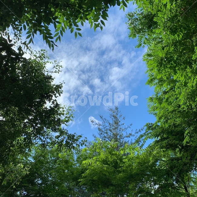 tree,plant,식물,전나무,나무,구름,숲,푸르른,초록색,밝은,고즈넉한,식물,자연,plants,nature,나무,trees,wood