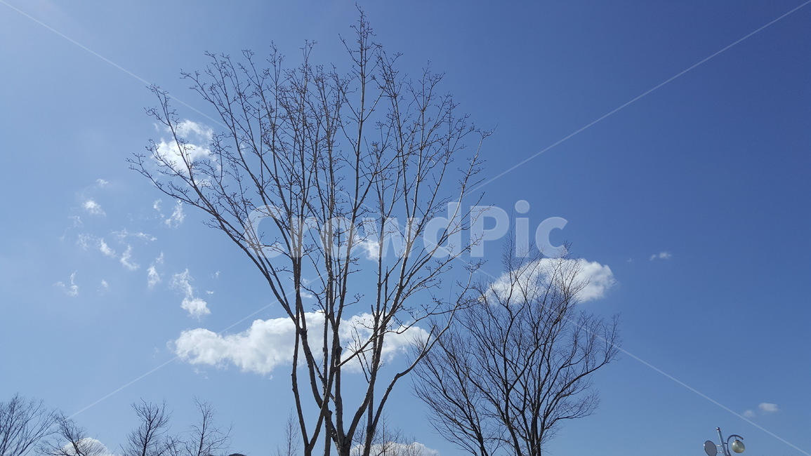 tree,나무,plant,식물,nature,자연,outdoors,옥외,winter,wintertree,겨울,겨울나무,앙상한나무,나무풍경,풍경