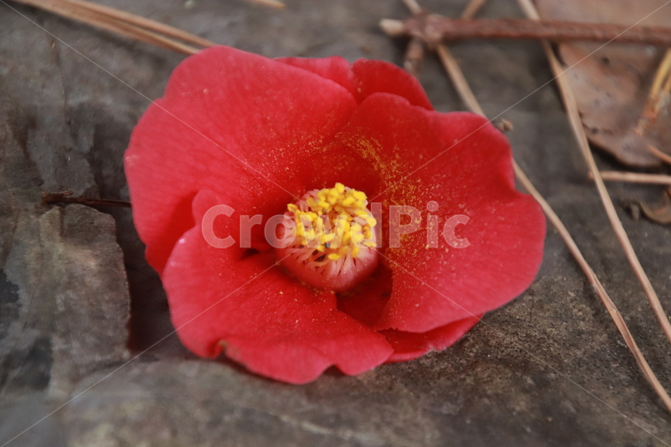 나무,꽃,겨울,봄,동백,식물,자연,plants,nature,꽃,flower