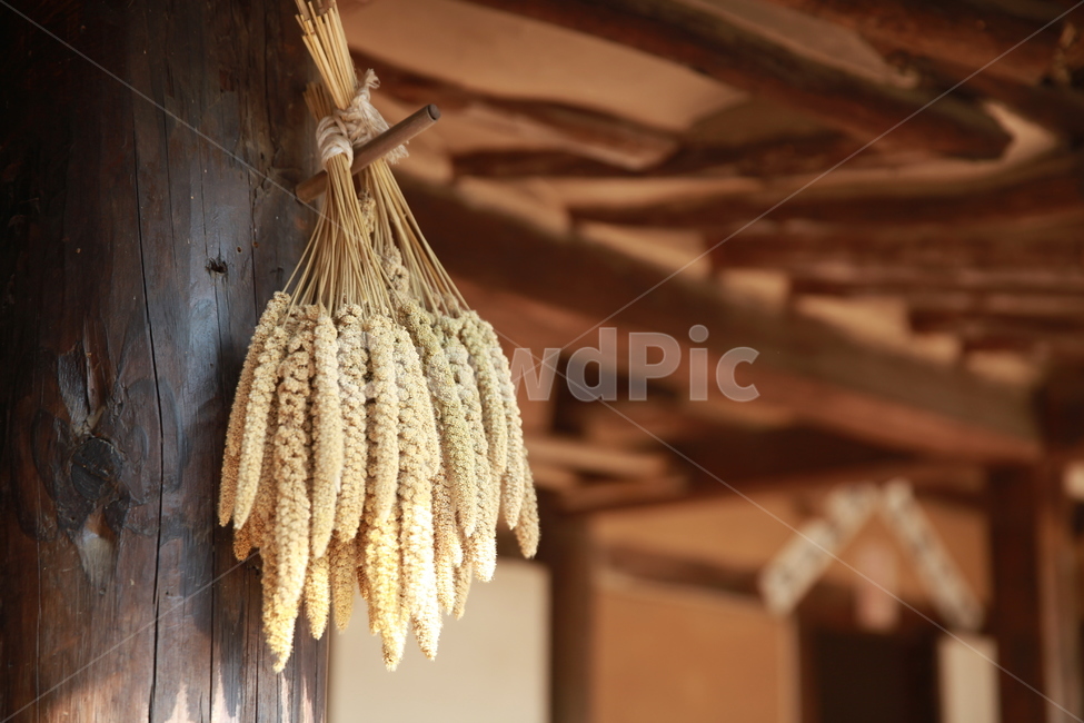 한국민속촌,옥수수,한옥,처마,folkvillage,koreanfolkvillage,drycon,con,hanok,시골,마을,풍경,landscape,country,rural,town