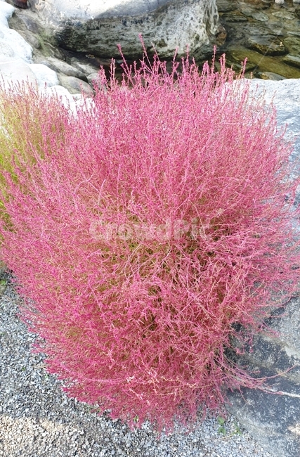 싸래기,식물,자연,꽃,분홍색,flower,식물,자연,plants,nature