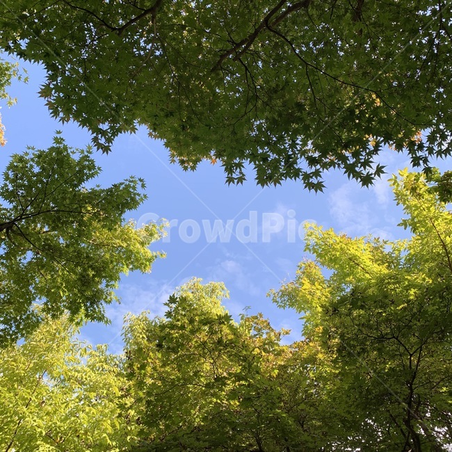 나무,tree,단풍나무,하늘,숲,자연,풍경,nature,landscape