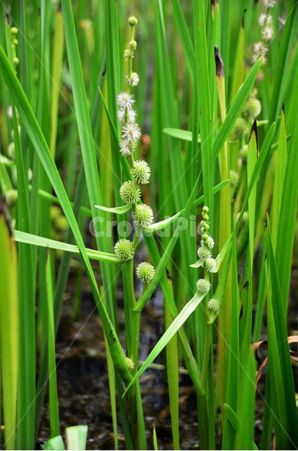 흑삼릉,삼릉,희귀식물,습지식물,물풀,보호종,식물,자연,plants,nature,꽃,flower