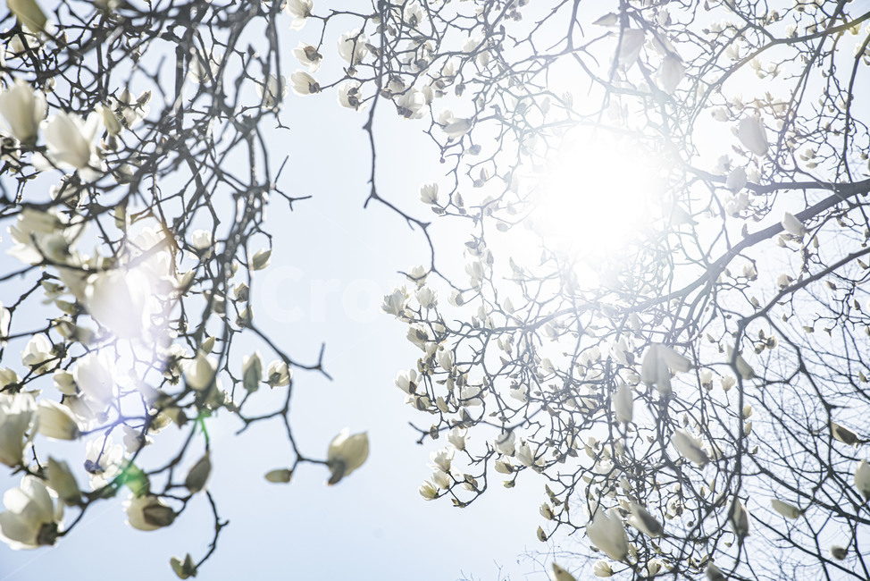 목련,목련나무,봄꽃,꽃나무,봄,꽃,식물,자연,plants,nature,꽃,flower