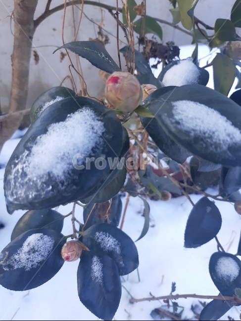 식물,꽃,동백,눈꽃,동백꽃