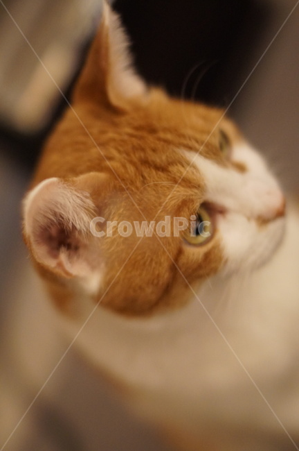 고양이,반려동물,cat,기지개,야행성,pet,집고양이,코숏,치즈냥,코리안숏헤어,저녁시간,koreanshorthair,동물,animal,포유류,mammal,고양이,cat,kitten,kitty