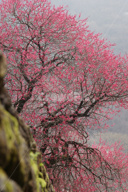 홍매화,화엄사,봄,매화,구례,봄,계절,spring,season,자연,풍경,nature,landscape,plant,식물,blossom,꽃,cherry blossom,벚꽃,flower