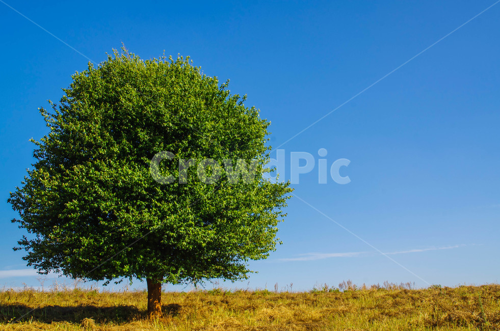 나무,tree,자연,nature,감성,plant,식물,treetrunk,자연,풍경,nature,landscape,나무,trees,wood