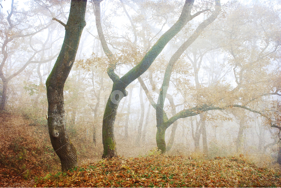 빈티지,감성,안개,숲,아침,가을,분위기,느낌,산에서,산길,늦가을,autumn,fall,fog,foggy,가을느낌,가을분위기,몽환적,vintage,feeling,emotion,sensible,forest,낙엽,이른아침,풍경,자연,빈티지느낌,빈티지감성,가을,계절,fall,autumn,season,자연,풍경,nature,landscape,식물,plants,나무,trees,wood,tree,plant