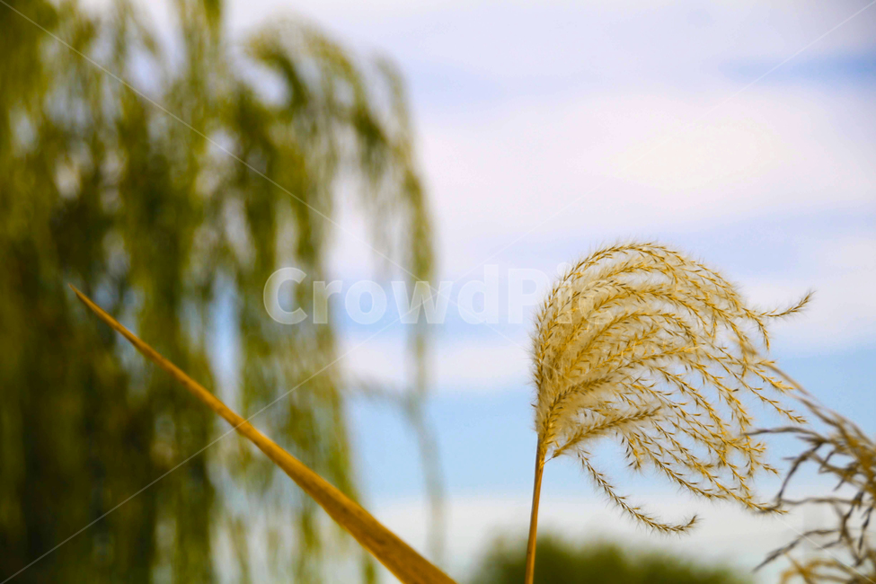 갈대,억새,갈대풀,억새풀,나무,하늘,버드나무,풀,식물,자연,plants,nature