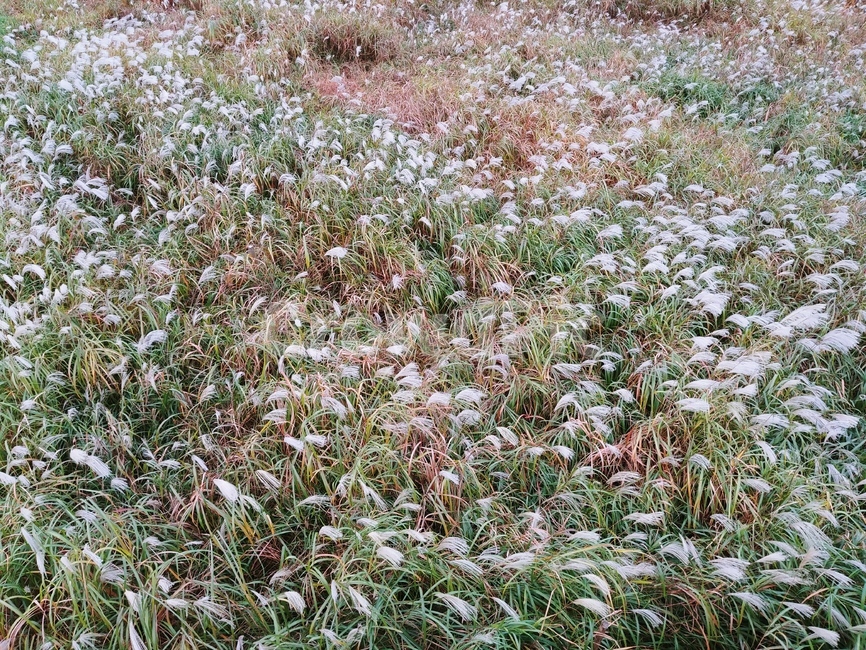 가을,하늘공원,autumn,가을억새,억새,silvergrass,하늘공원억새축제