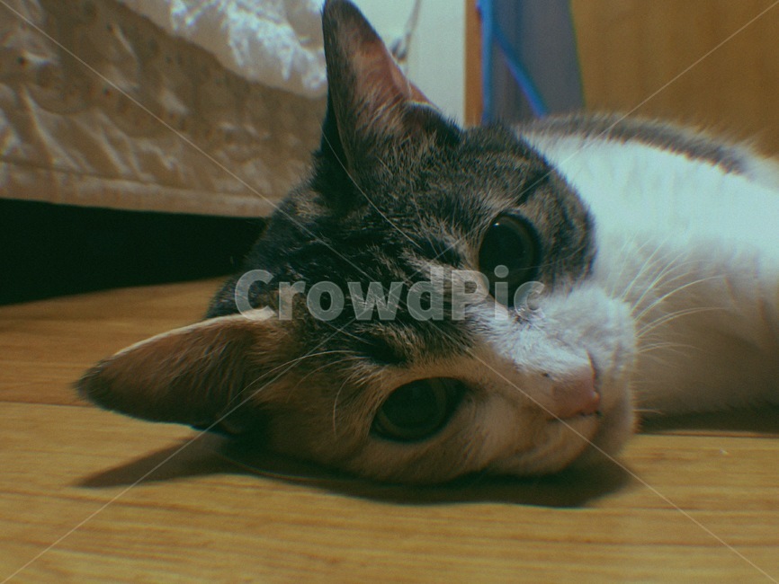 동물,고양이,cat,mammal,pet,동물,animal,포유류,mammal,고양이,cat,kitten,kitty