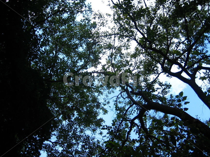tree,나무,나무줄기,식물,treetrunk