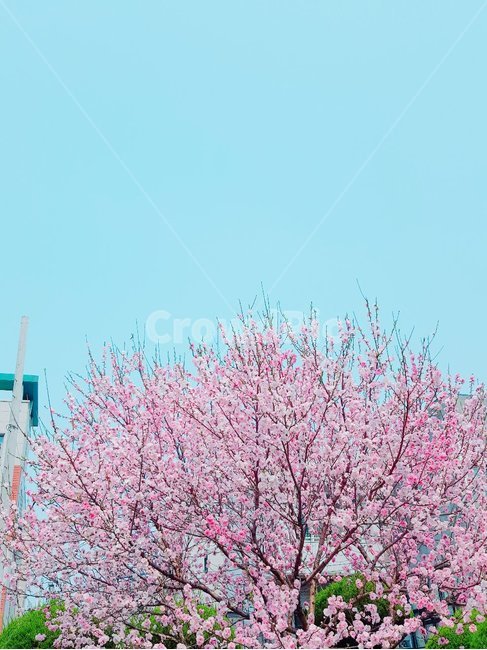 꽃나무,나무,벚꽃,감성,분위기,봄,봄,계절,spring,season,자연,풍경,nature,landscape,plant,식물,flower,꽃,blossom