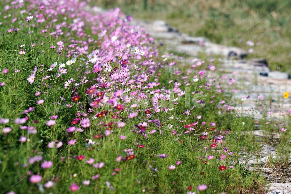 코스모스,가을,꽃,자연,식물,cosmos,nature,fiower,green,pink,가을,계절,fall,autumn,season,식물,자연,plants,nature,꽃,flower,outdoors,옥외,grassland,목초지,field,들,farm,농장,rural,농촌
