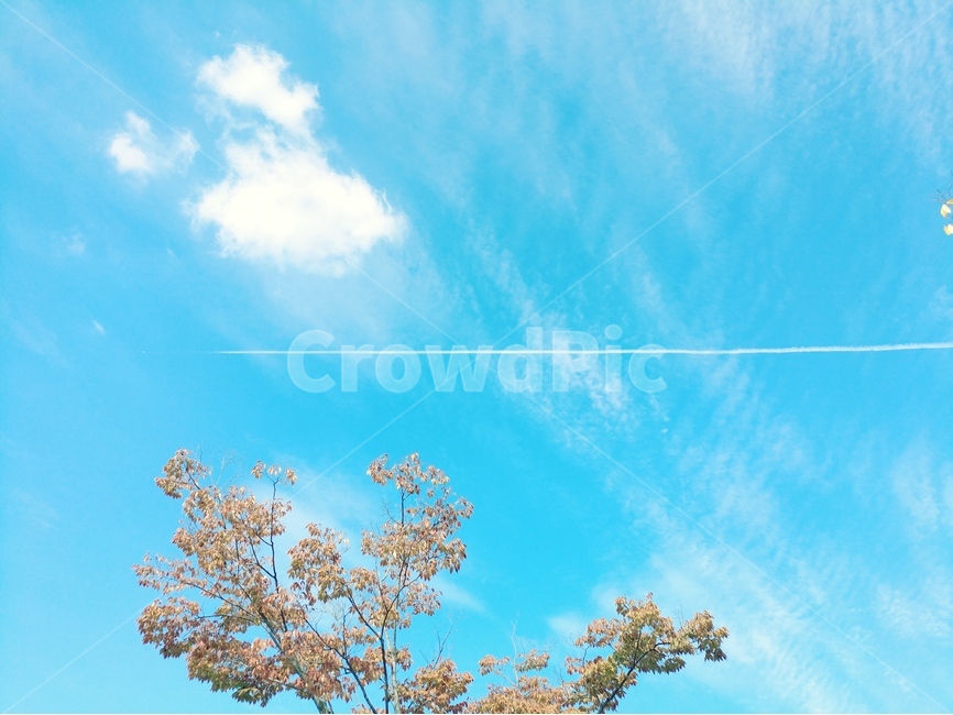 비행기,구름,흔적,하늘,나무,자연,풍경,nature,landscape,식물,plants,나무,trees,wood,sky,azure sky,푸른 하늘,outdoors,옥외