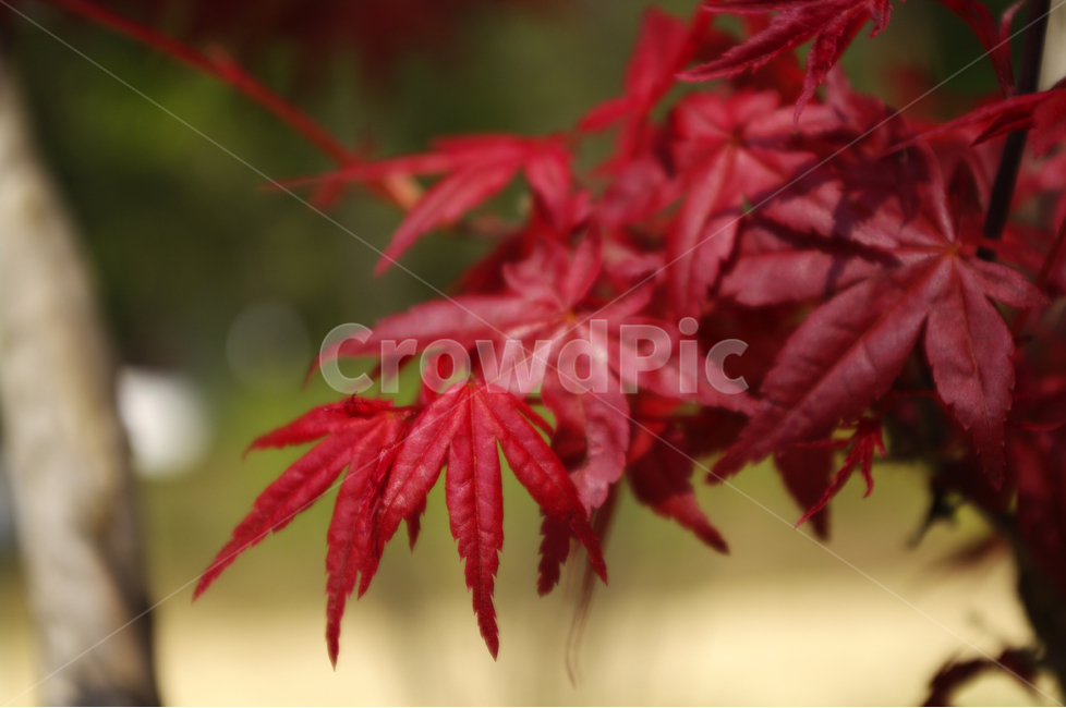 단풍,나무,식물,plants,nature,color,가을,계절,fall,autumn,season,식물,자연,plants,nature,plant,leaf,잎,tree,maple