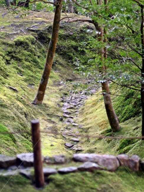 정원,나무,가로수,이끼,관리,길,아무도없는,자연,풍경,nature,landscape,식물,plants,ground,바닥,path,통로