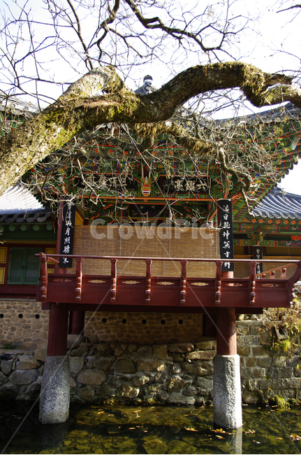 송광사,전각,한국,사찰,나무,식물,plant,한국전통,한국문화,korean traditional,korean culture,건축물,건물외관,exterior,building,structure,architecture,construction