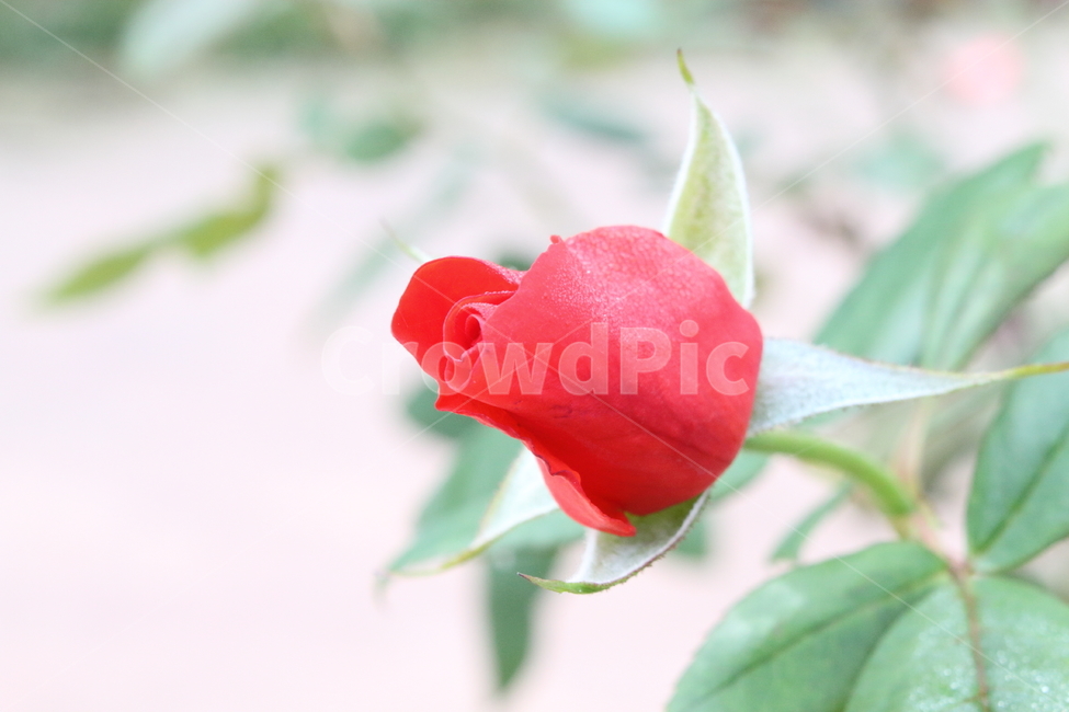 장미,꽃,식물,정원수,rose,식물,자연,plants,nature,꽃,flower