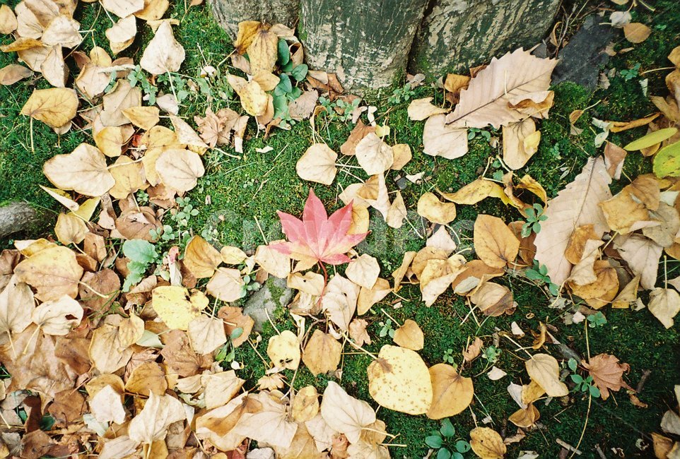 leaf,잎,plant,ground,식물,바닥,가을,낙엽,fall,autumn,fallenleaves,park,공원,자연,nature