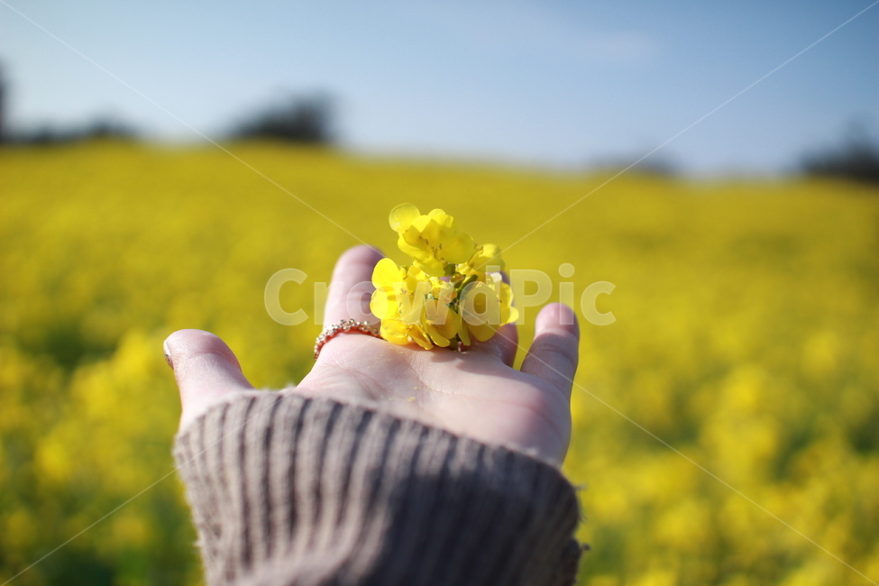 봄,제주도,유채꽃,유채꽃밭,노란꽃,노란색,봄,계절,spring,season,꽃,flower,finger,손가락