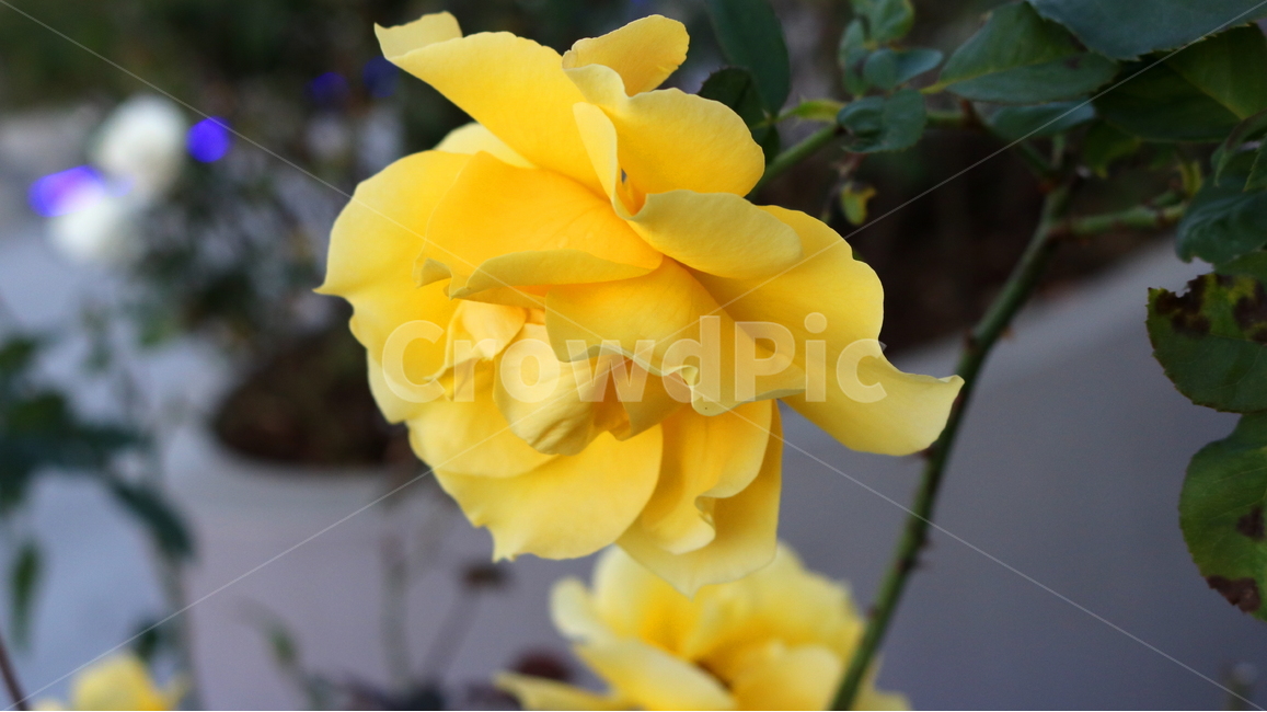 장미,꽃,장미꽃,나무,식물,원예종,관상용,식물,자연,plants,nature,꽃,flower