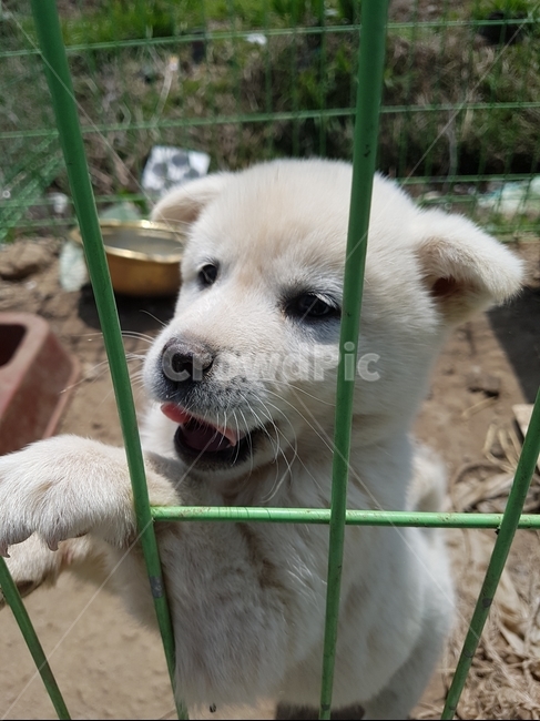 강아지,개,시골개,믹스견,새끼강아지,동물,animal,포유류,mammal,개,강아지,dog,doggy