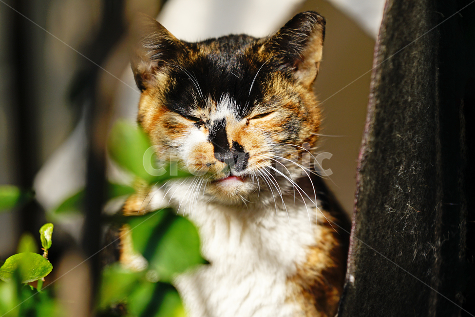 고양이,길고양이,길냥이,야옹이,냐옹이,냥냥이,반려묘,애완묘,반려동물,애완동물,야생동물,펫,캣,mammal,animal,pet,cat,동물,animal,포유류,mammal,고양이,cat,kitten,kitty